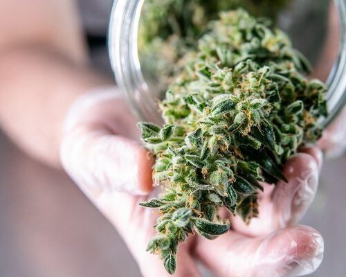 CBD Hemp Flower